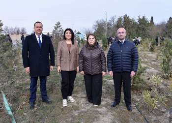 Hacı Zeynalabdin qəsəbəsində ağacəkmə aksiyası keçirilib