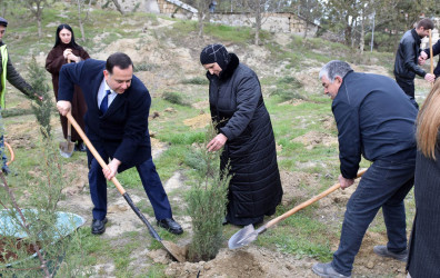 Sumqayıt şəhərində növbəti ağacəkmə aksiyası təşkil olunub