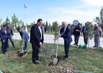 Sumqayıtda “Yaşıl dünya naminə həmrəylik ili” münasibətilə növbəti ağacəkmə aksiyası keçirilib