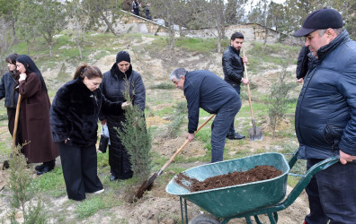 Sumqayıt şəhərində növbəti ağacəkmə aksiyası təşkil olunub