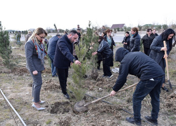 Hacı Zeynalabdin qəsəbəsində ağacəkmə aksiyası keçirilib