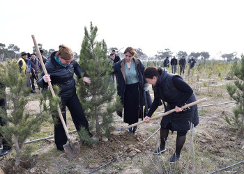 Hacı Zeynalabdin qəsəbəsində ağacəkmə aksiyası keçirilib