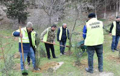 Sumqayıt şəhərində növbəti ağacəkmə aksiyası təşkil olunub