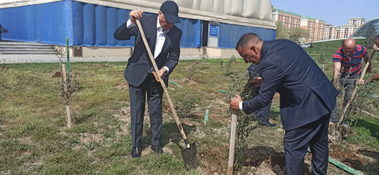 Sumqayıtda Heydər Əliyevin anadan olmasının 101-ci ildönümünə həsr olunmuş ağacəkmə aksiyası keçirilib