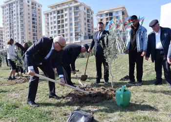 Sumqayıtda “Konstitusiya və Suverenlik İli” çərçivəsində ağacəkmə aksiyası keçirilib