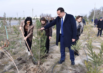 Hacı Zeynalabdin qəsəbəsində ağacəkmə aksiyası keçirilib