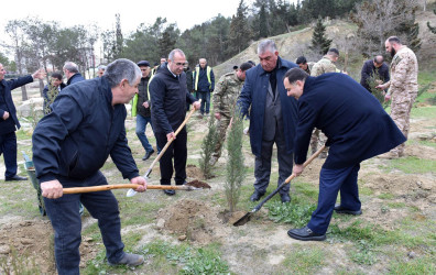 Sumqayıt şəhərində növbəti ağacəkmə aksiyası təşkil olunub
