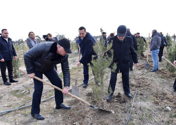 Hacı Zeynalabdin qəsəbəsində ağacəkmə aksiyası keçirilib