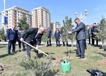 Sumqayıtda “Konstitusiya və Suverenlik İli” çərçivəsində ağacəkmə aksiyası keçirilib