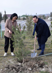 Hacı Zeynalabdin qəsəbəsində ağacəkmə aksiyası keçirilib