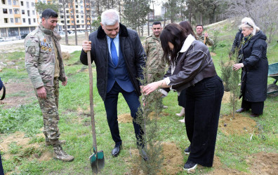Sumqayıt şəhərində növbəti ağacəkmə aksiyası təşkil olunub