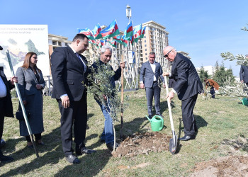 Sumqayıtda “Konstitusiya və Suverenlik İli” çərçivəsində ağacəkmə aksiyası keçirilib