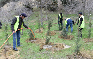 Sumqayıt şəhərində növbəti ağacəkmə aksiyası təşkil olunub