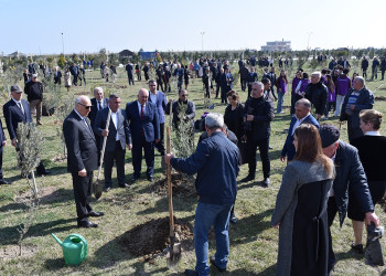 Sumqayıtda “Konstitusiya və Suverenlik İli” çərçivəsində ağacəkmə aksiyası keçirilib