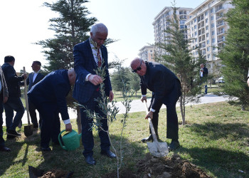 Sumqayıtda “Konstitusiya və Suverenlik İli” çərçivəsində ağacəkmə aksiyası keçirilib