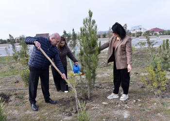 Hacı Zeynalabdin qəsəbəsində ağacəkmə aksiyası keçirilib